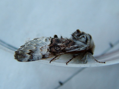 Nut-tree Tussock